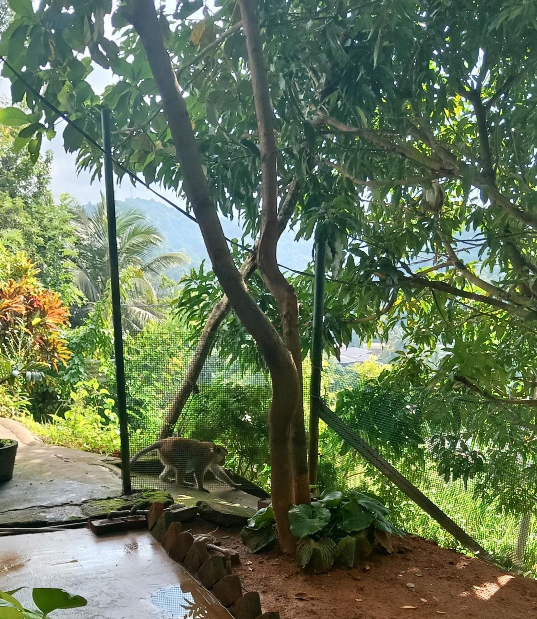Fly Infinity - Home Stay Kandy Ngoại thất bức ảnh